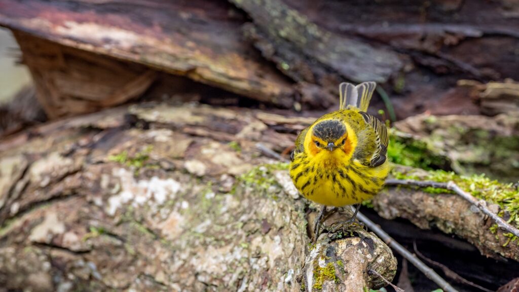 Cape May Warbler perched on a rock