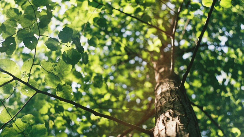 Upward view of sunlit tree branches with green foliage