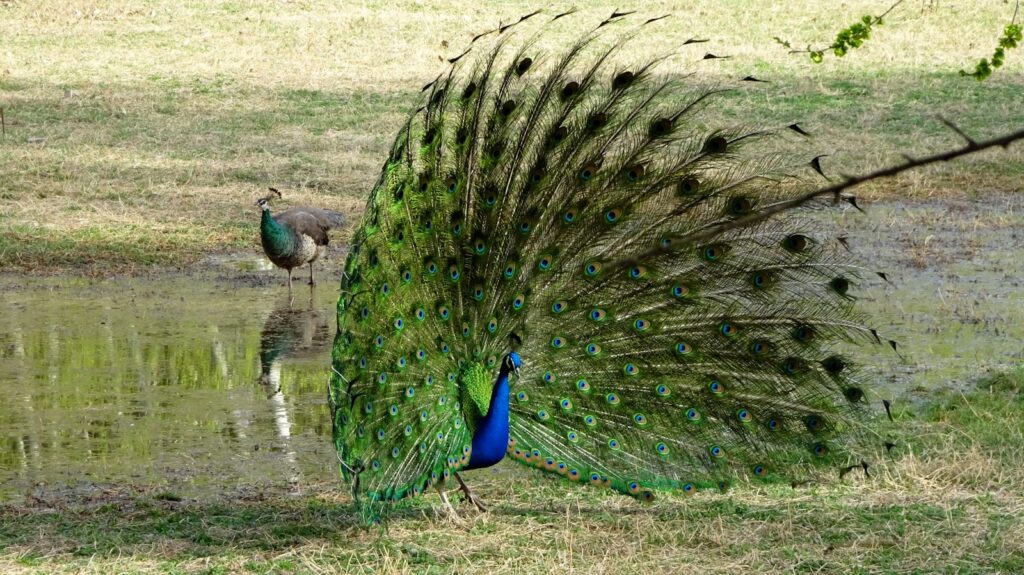 A striking peacock fans its elaborate green tail, while another peacock stands nearby.