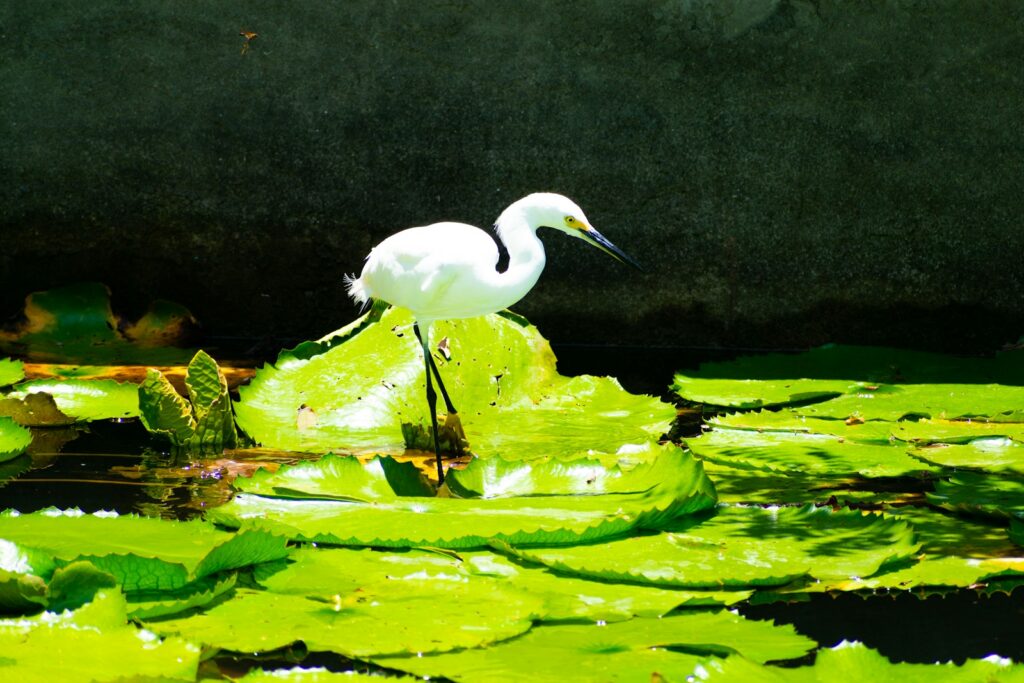 A beautiful Snowy Crane with bright yellow feet stands on a large green lily pad.