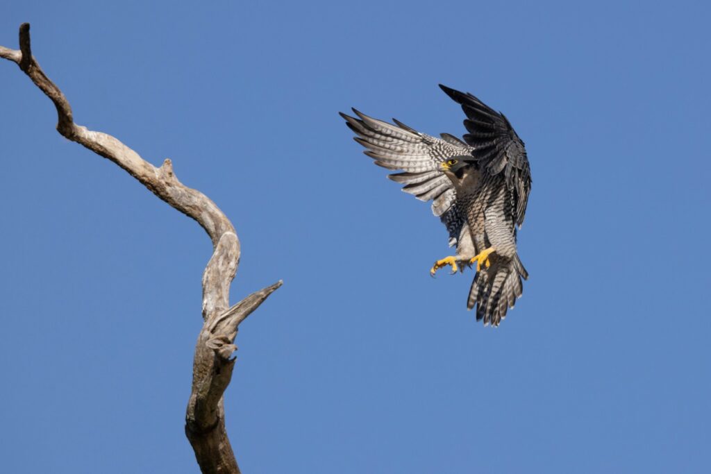 A Peregrine Falcon with spread wings descends towards a barren tree branch.