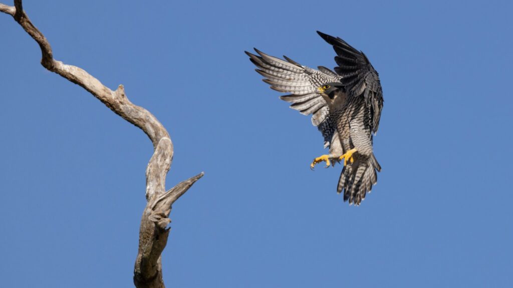 A Peregrine Falcon with spread wings descends towards a barren tree branch.
