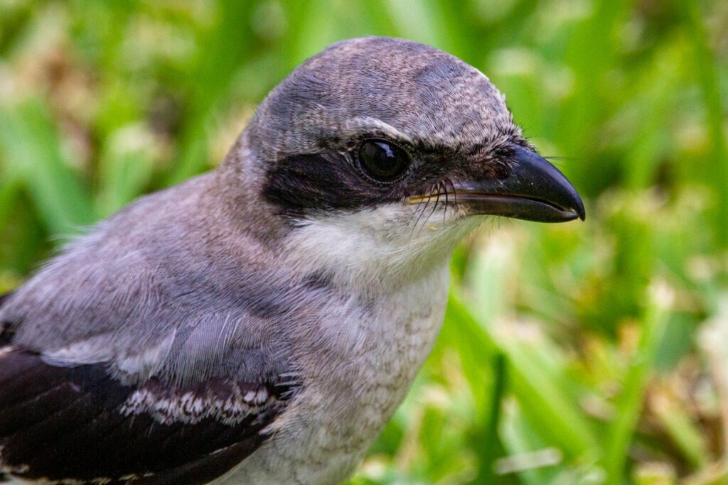 A close-up of a Loggerhead Shrike's head shows its black eye mask and sharp beak.