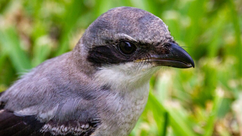 A close-up of a Loggerhead Shrike's head shows its black eye mask and sharp beak.