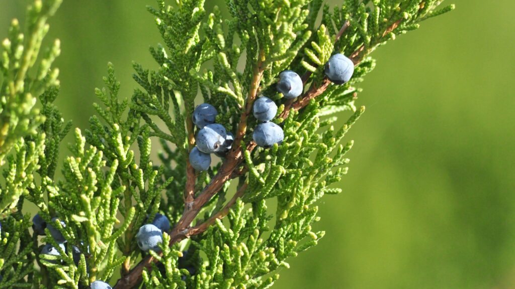 Close-up of ripe blue juniper berries clustered on branches