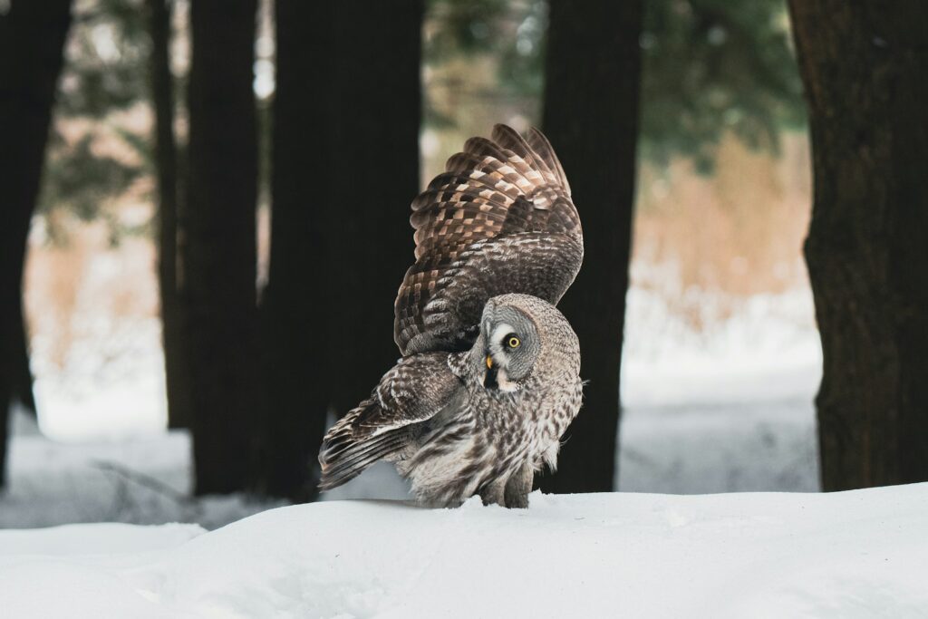 A Great Grey Owl spreads its wings, perched on snow in a forest.