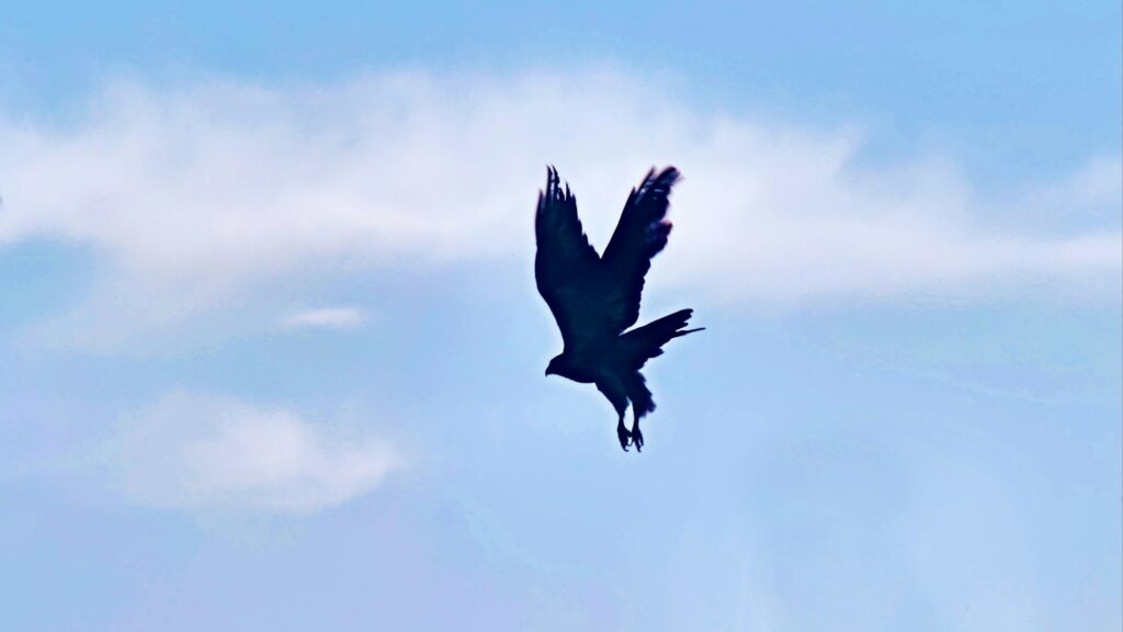 Hawk soaring high in the sky