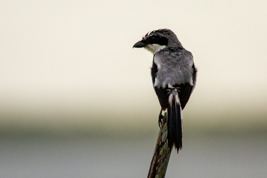 A Loggerhead Shrike perches on a branch, showing its grey and white plumage.