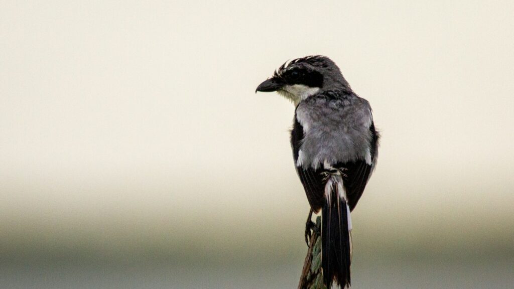 A Loggerhead Shrike perches on a branch, showing its grey and white plumage.
