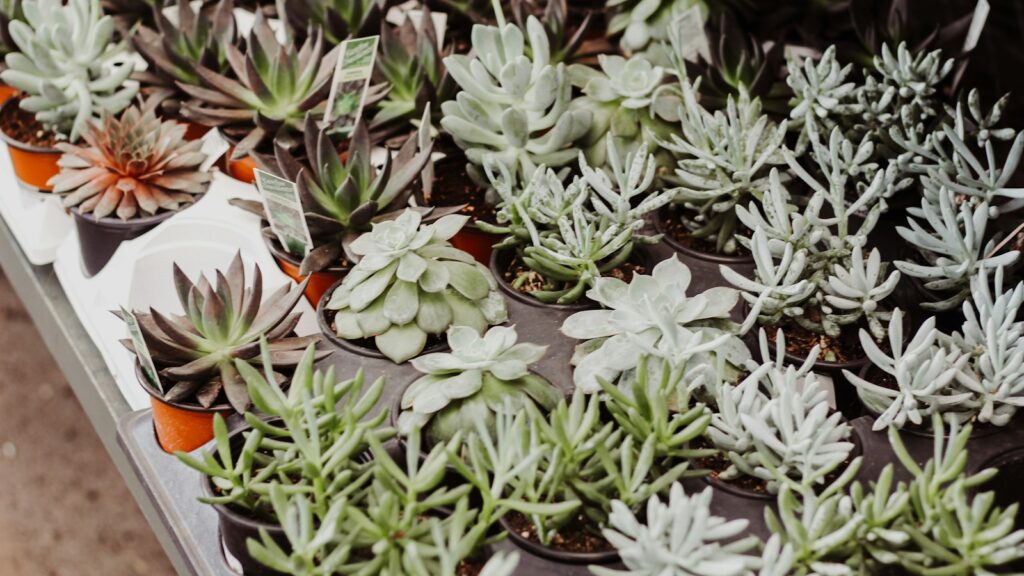 Assorted potted plants for sale at a garden center or nursery