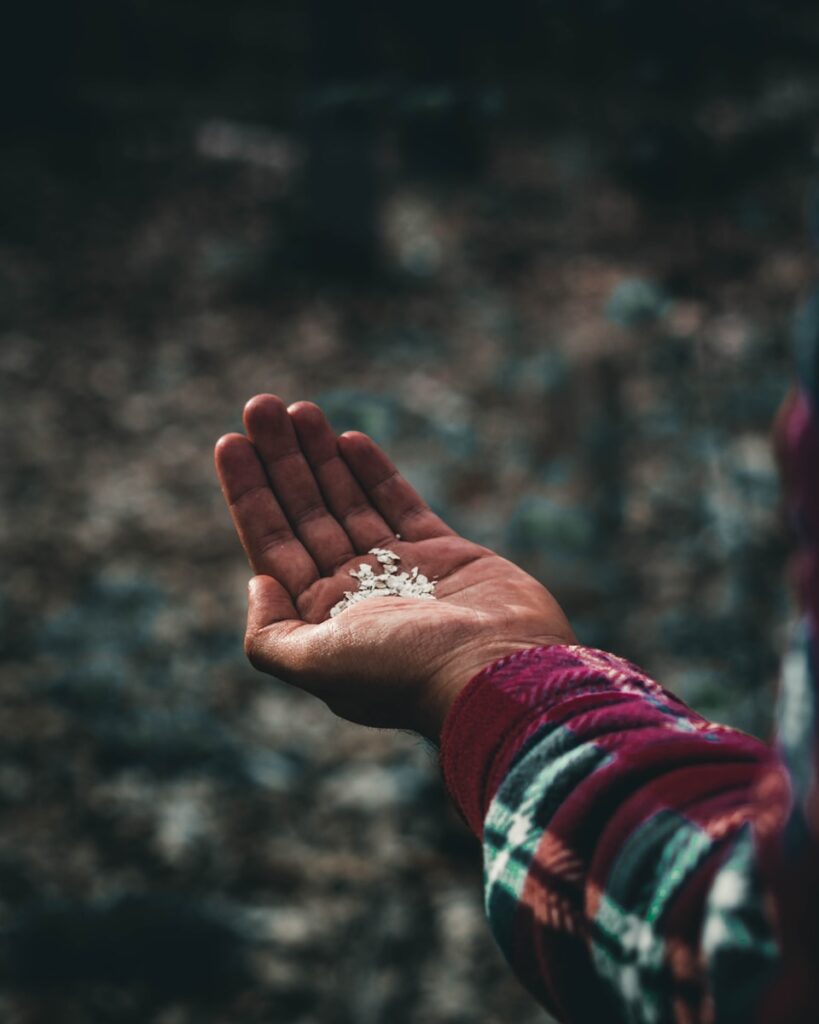 Person holding out hand with birdfeed