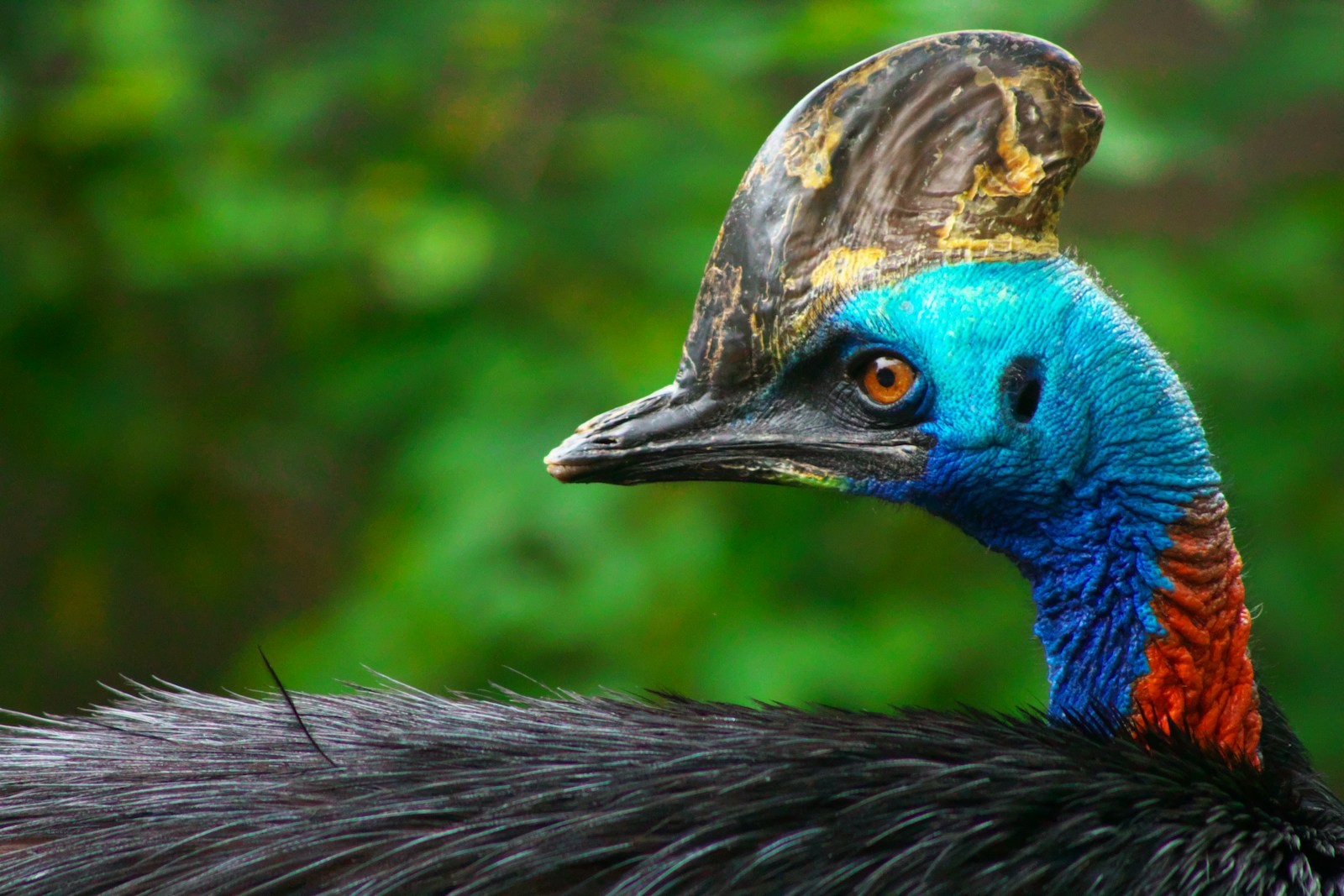 A Cassowary head, showing a prominent casque and vibrant blue and red.