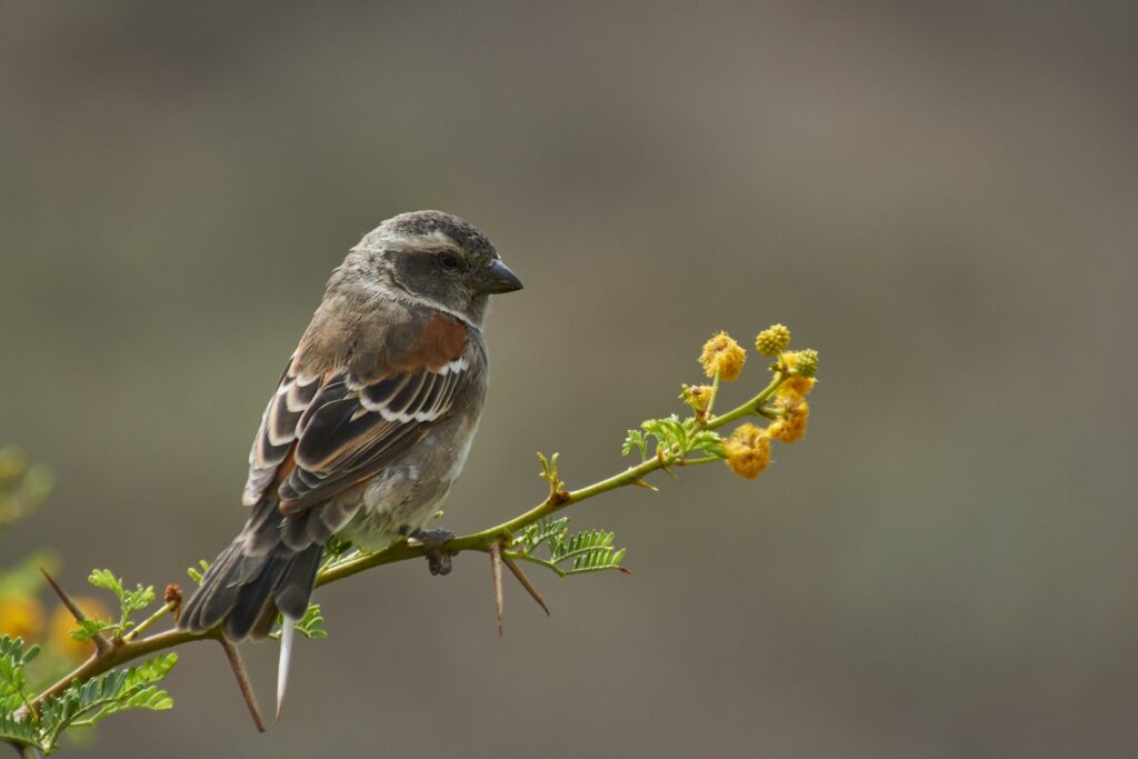 A small, striped sparrow perches on a thorny branch with yellow flowers.