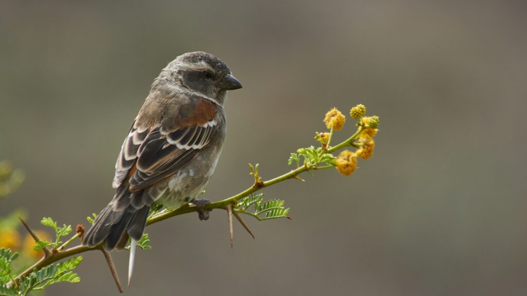 A small, striped sparrow perches on a thorny branch with yellow flowers.