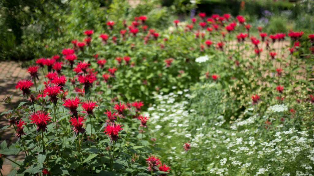 Bright red bee balm plants blooming in a summer garden setting