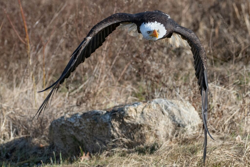 A Bald Eagle flies forward with wings spread wide, eyes focused, over dry grass and rocks.