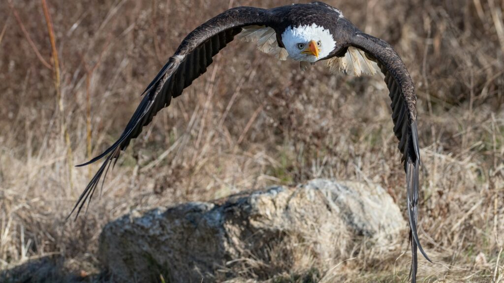 A Bald Eagle flies forward with wings spread wide, eyes focused, over dry grass and rocks.