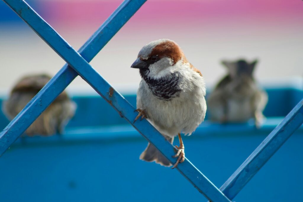 A brown and white house sparrow perches on a vibrant blue metal lattice.