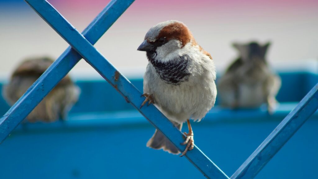 A brown and white house sparrow perches on a vibrant blue metal lattice.