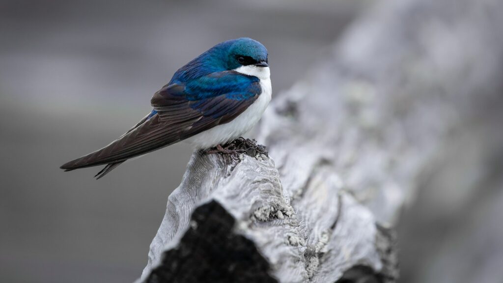 Tree Swallow bird perched on a weathered log