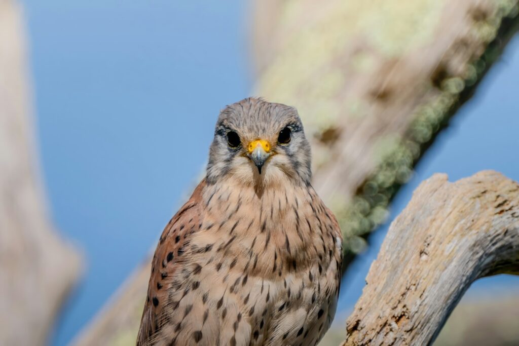 A common kestrel with speckled breast feathers perches on a weathered branch.