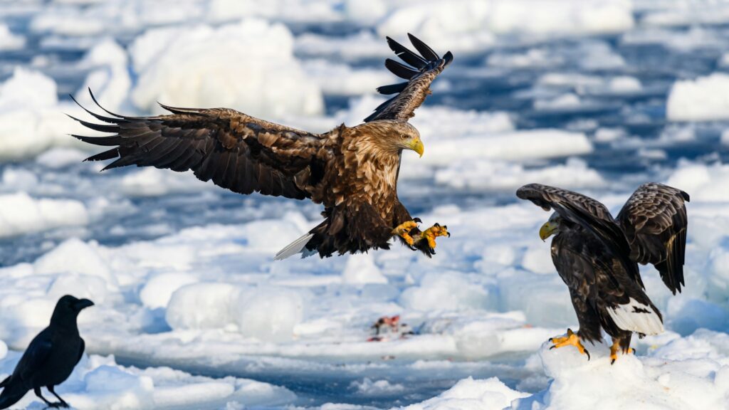 Two Bald Eagles fighting over a fish on frozen ice floes