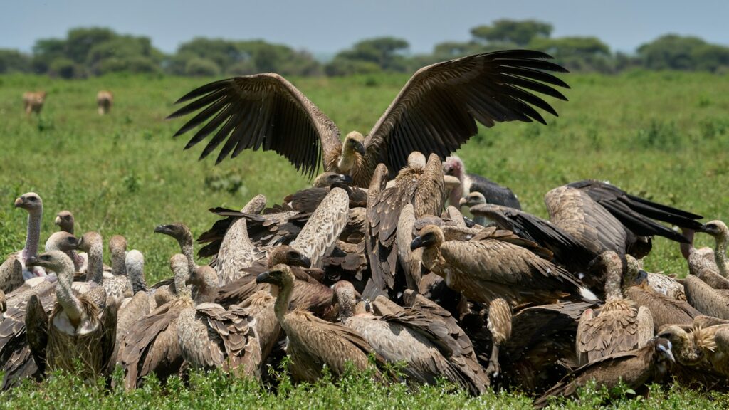Flock of vultures gathering around a carcass to feed