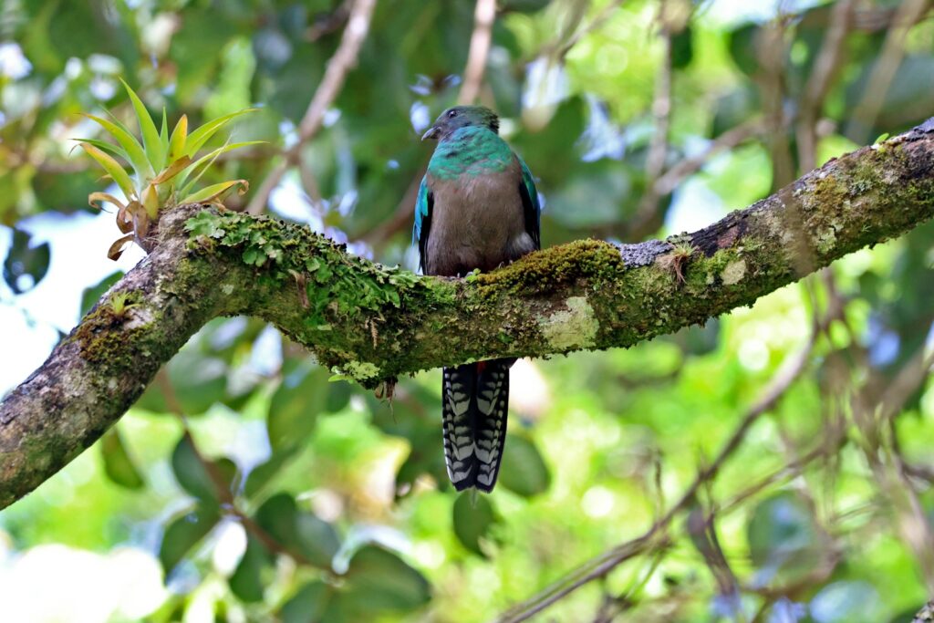 A Resplendent Quetzal with dull green and brown plumage perches on a mossy branch.
