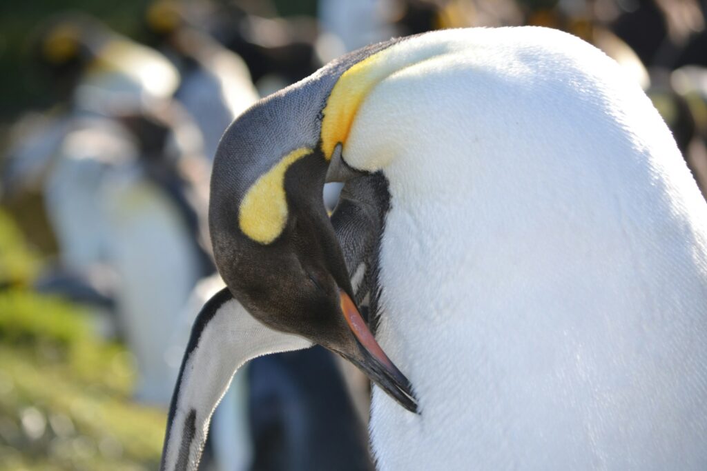 A Emperor Penguin with black, white, and yellow plumage appears to be sleeping.
