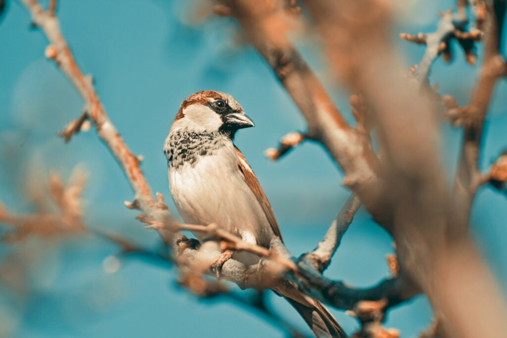 A small brown and white sparrow perches on a bare branch against a blue background.