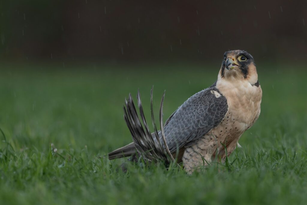 A Lanner Falcon with ruffled tail feathers sits on green grass, looking up.