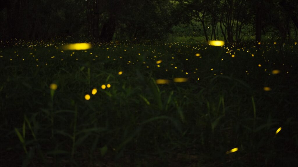 Fireflies glowing softly on dewy grass during night