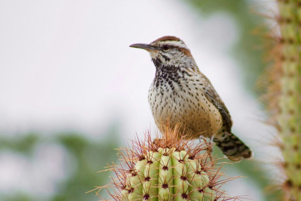 A cactus wren with speckled breast and striped head perches on a cactus.