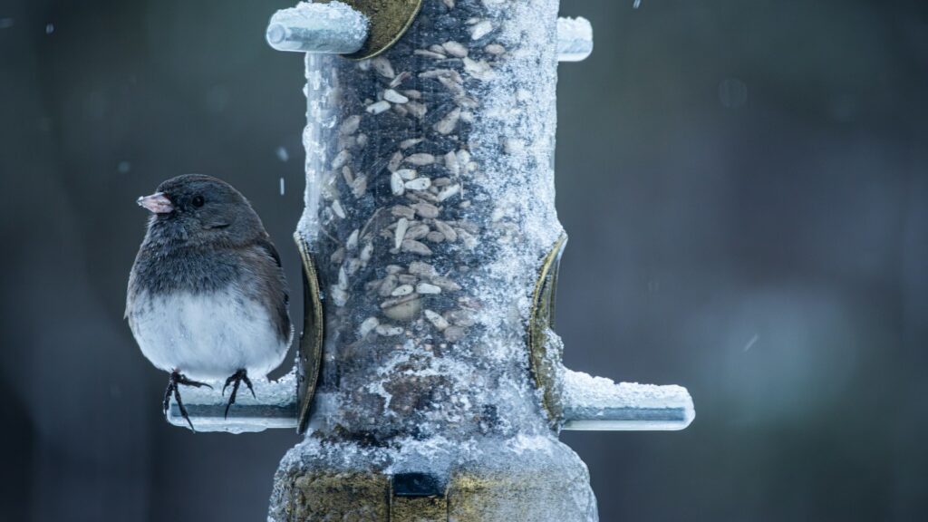 A small bird sitting on feeder covered with frost during winter