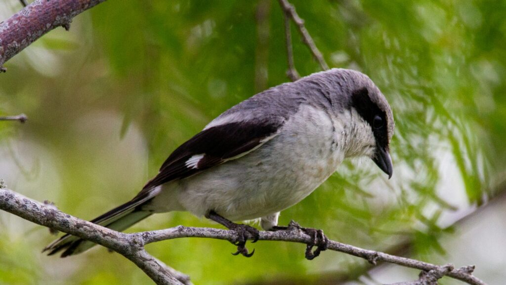 A Loggerhead Shrike perches on a branch, showing its black mask.