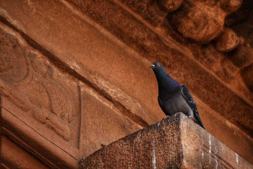 A dark pigeon with iridescent neck feathers perches on a reddish-brown stone ledge.