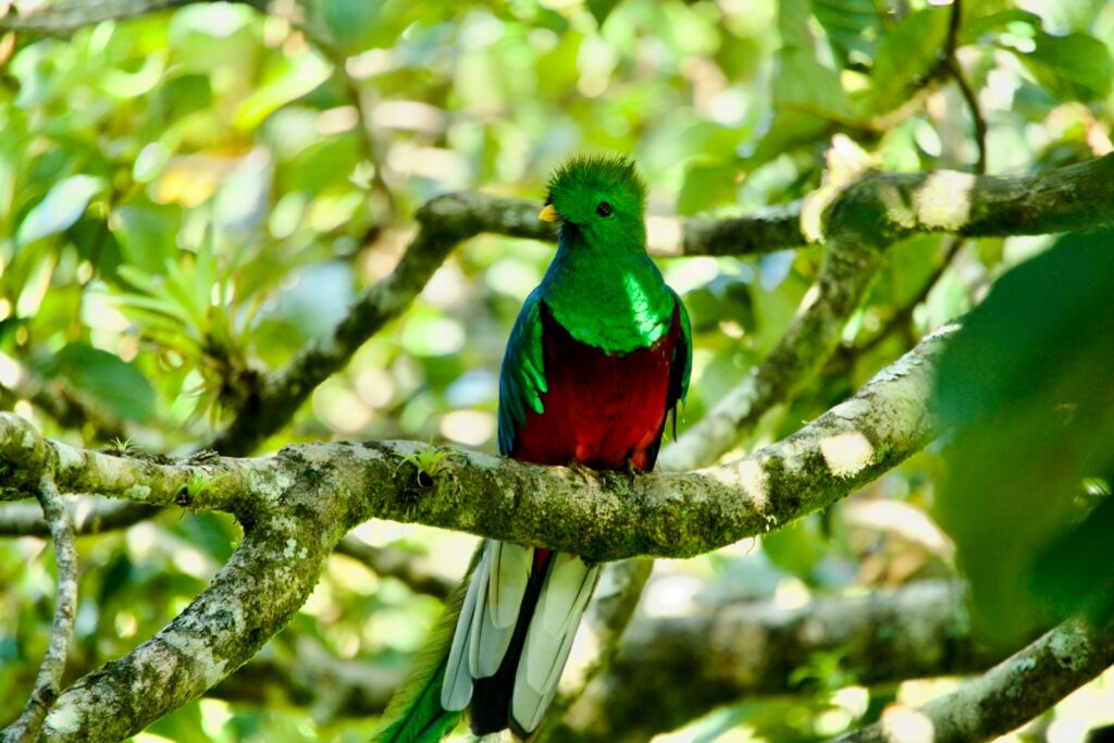 A Resplendent Quetzal with green and red plumage and a long tail perches on a branch.