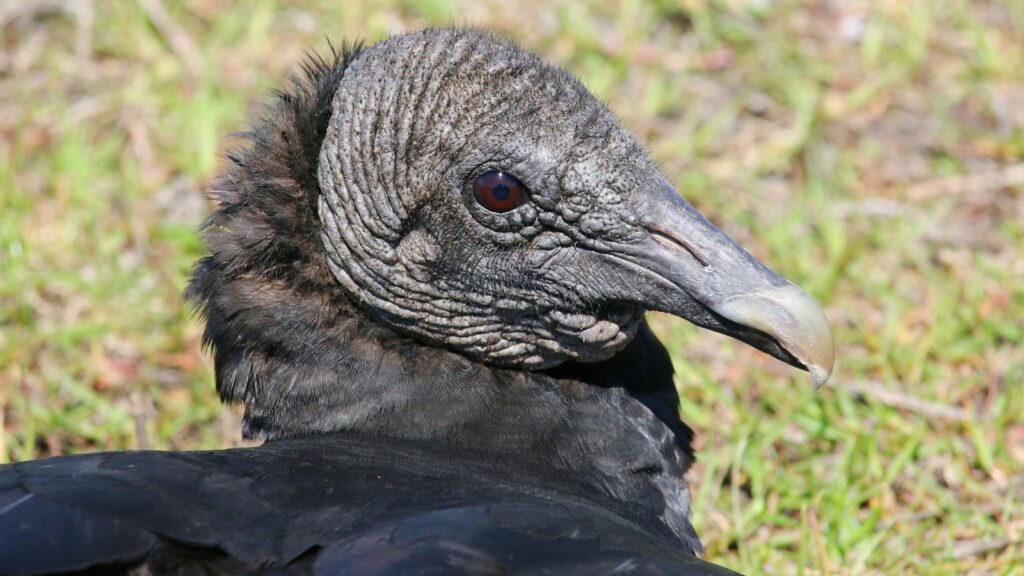 Close-up of Black Vulture head showing wrinkled skin and sharp beak