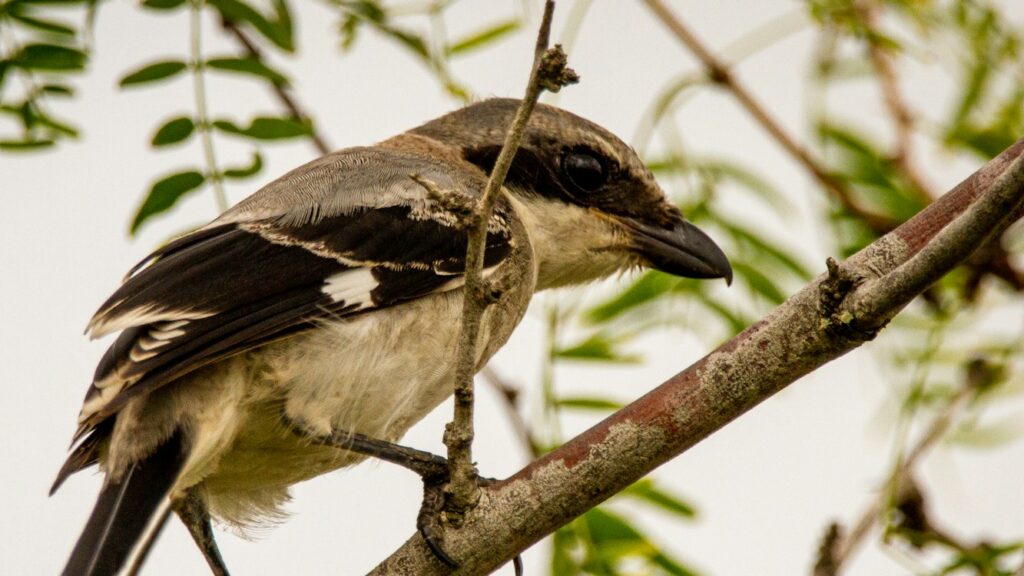 Shrike bird perched and surveying