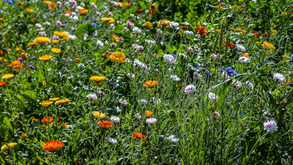 Meadow filled with assorted colorful blooms