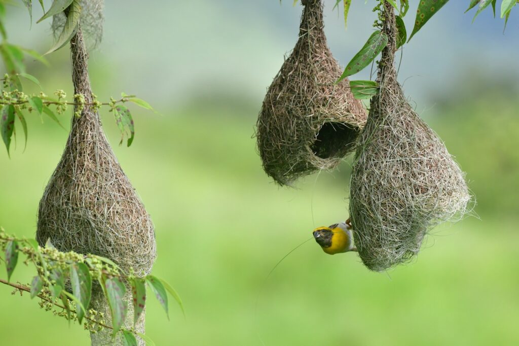 A Baya Weaver works on its intricately woven, hanging nest.