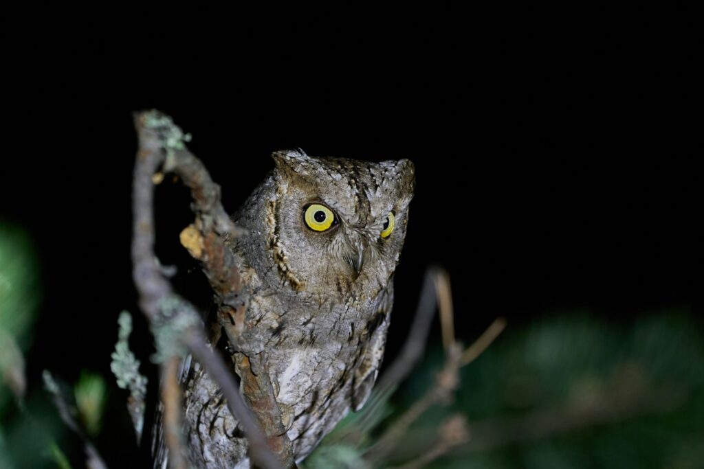 A Eurasian Scops Owl with camouflaged grey-brown feathers and bright yellow eyes stares from a branch.