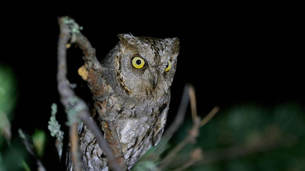 A Eurasian Scops Owl with camouflaged grey-brown feathers and bright yellow eyes stares from a branch.