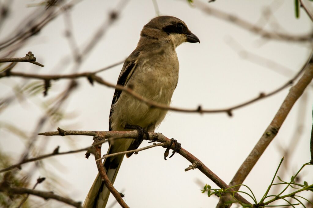 A loggerhead shrike perched in the branches of a mesquite tree.