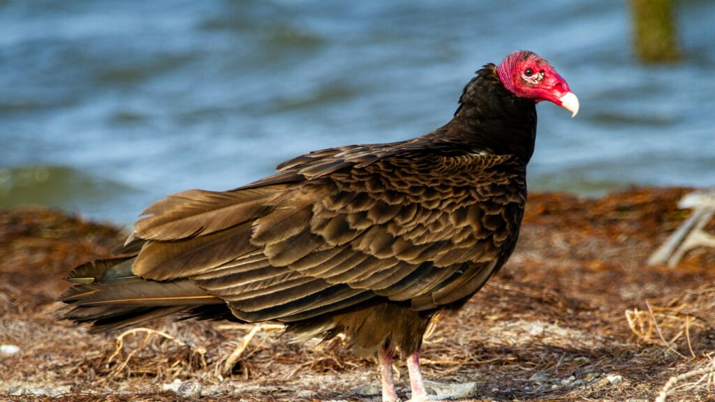 Turkey Vulture standing on the ground next to water, scanning the surroundings