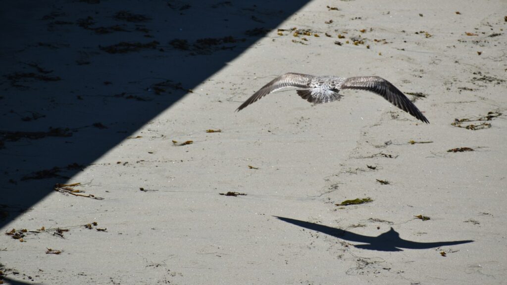 Bird soaring low over a sandy shoreline
