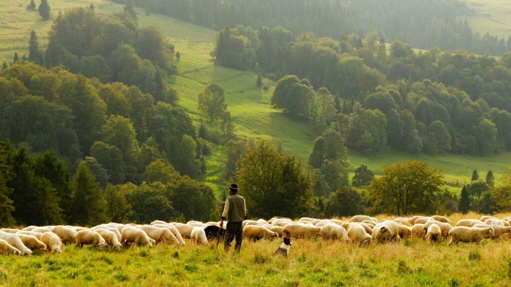 Shepherd standing beside flock of sheep in open pasture