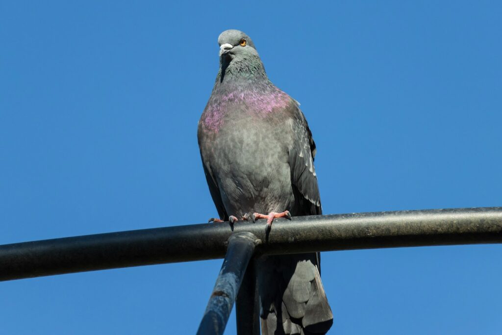 A Feral Pigeon perches on a metal bar, showcasing its iridescent purple and green chest.