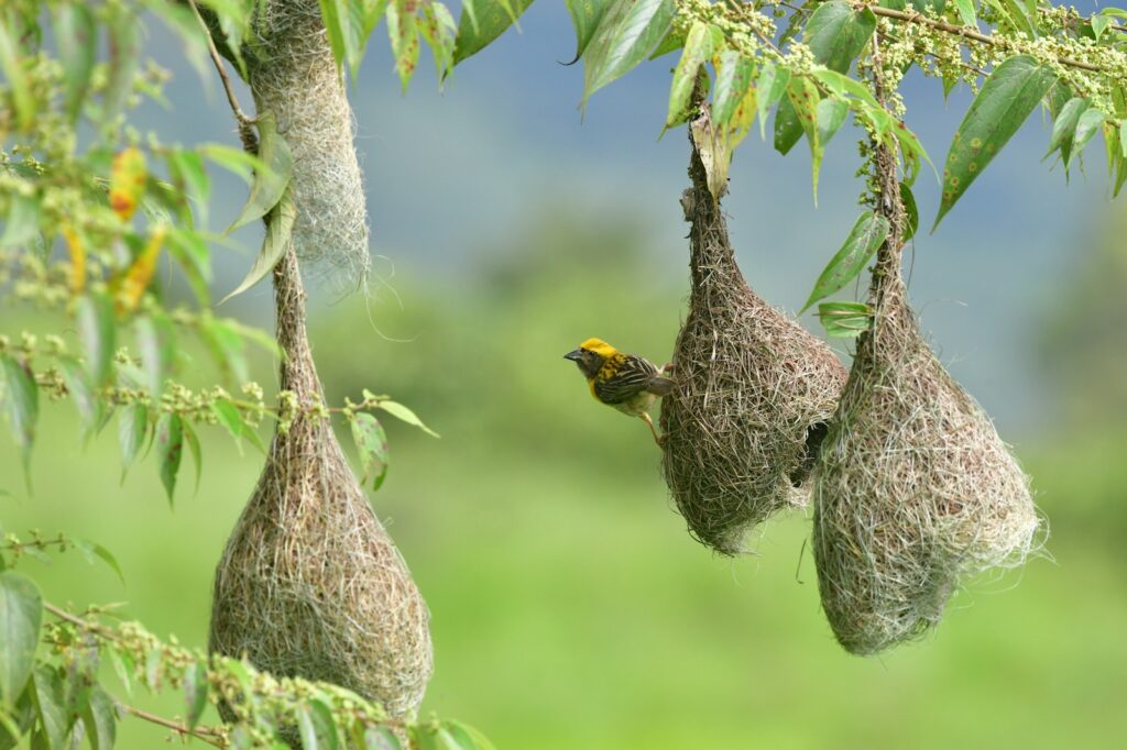 A Baya Weaver perches on one of its intricately woven, hanging nests.