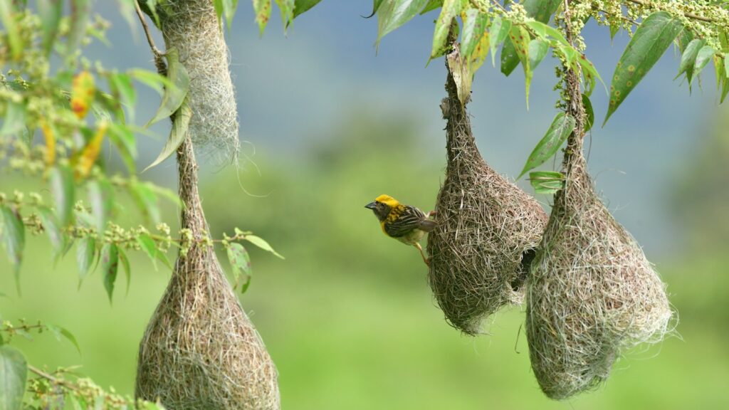 A Baya Weaver perches on one of its intricately woven, hanging nests.